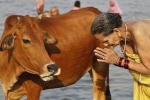 Контрабанда золота в Индию с помощью коров